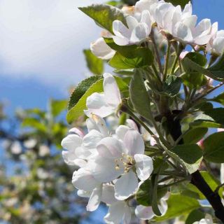 Unsere Blütenpracht