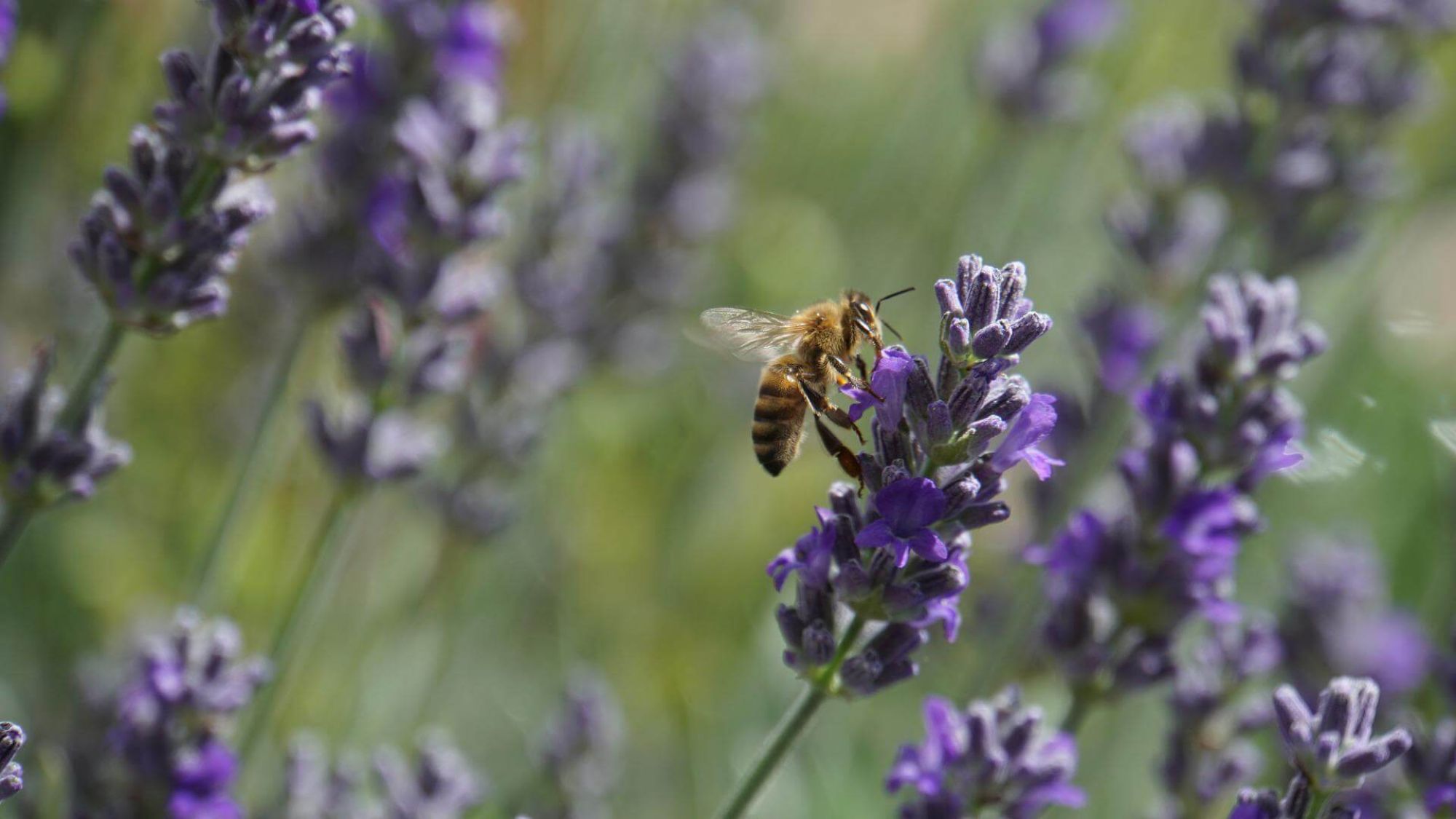 Bienen