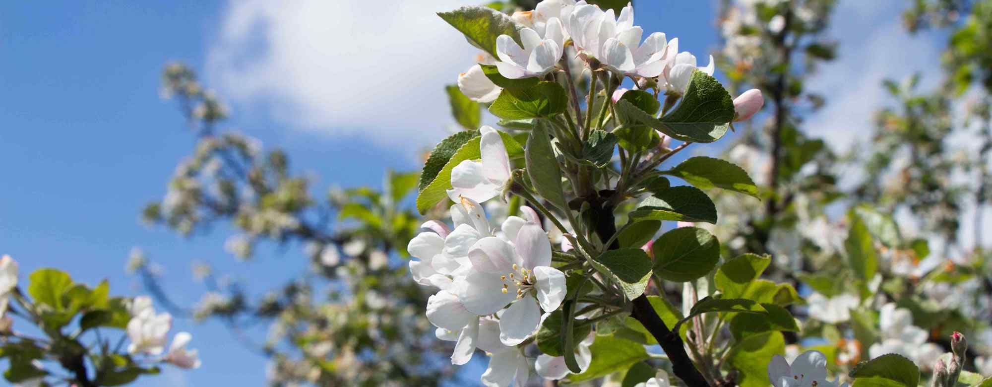 Kirschblüten